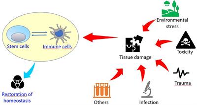 Stem Cells and Innate Immunity in Aquatic Invertebrates: Bridging Two Seemingly Disparate Disciplines for New Discoveries in Biology